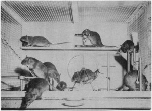 Animals-in-Environmental-rat-640x467