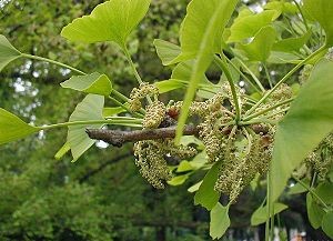 300px-Ginkgo-biloba-male