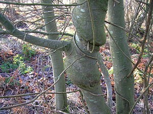 300px-Willow_species_with_Honeysuckle_woodbine