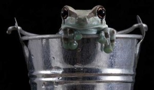 frogmilk