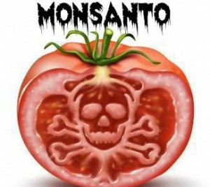 monsantotomato