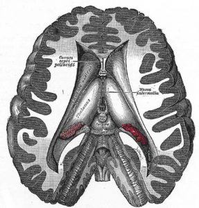 ventricles-of-the-brain