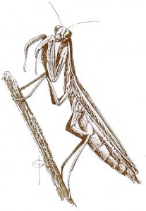 mantis1