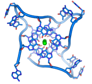 Crystal structure of parallel quadruplexes fro...