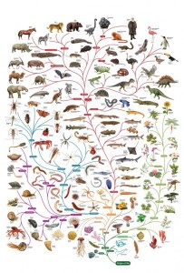 Charles-Darwin-tree-of-life-poster-600x885