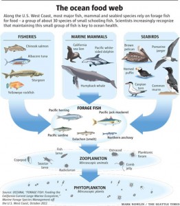 ocean-food-web